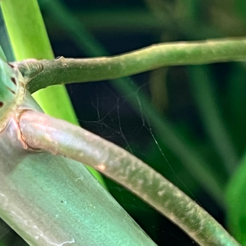 Spider Mite Webbing