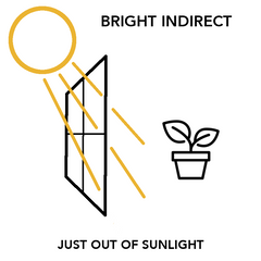 Bright Indirect Light