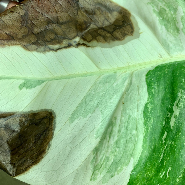 Browning Albino parts of Monstera Variegata