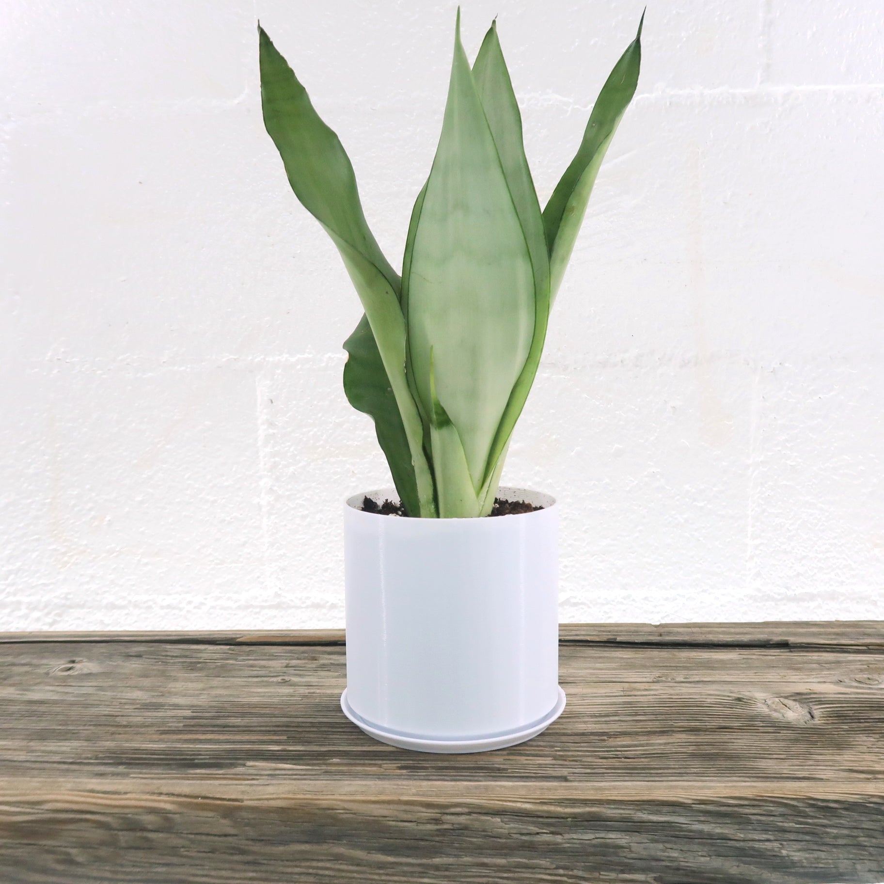 Medium Rare Snake Plant (Sansevieria Moonshine) in 4 ...