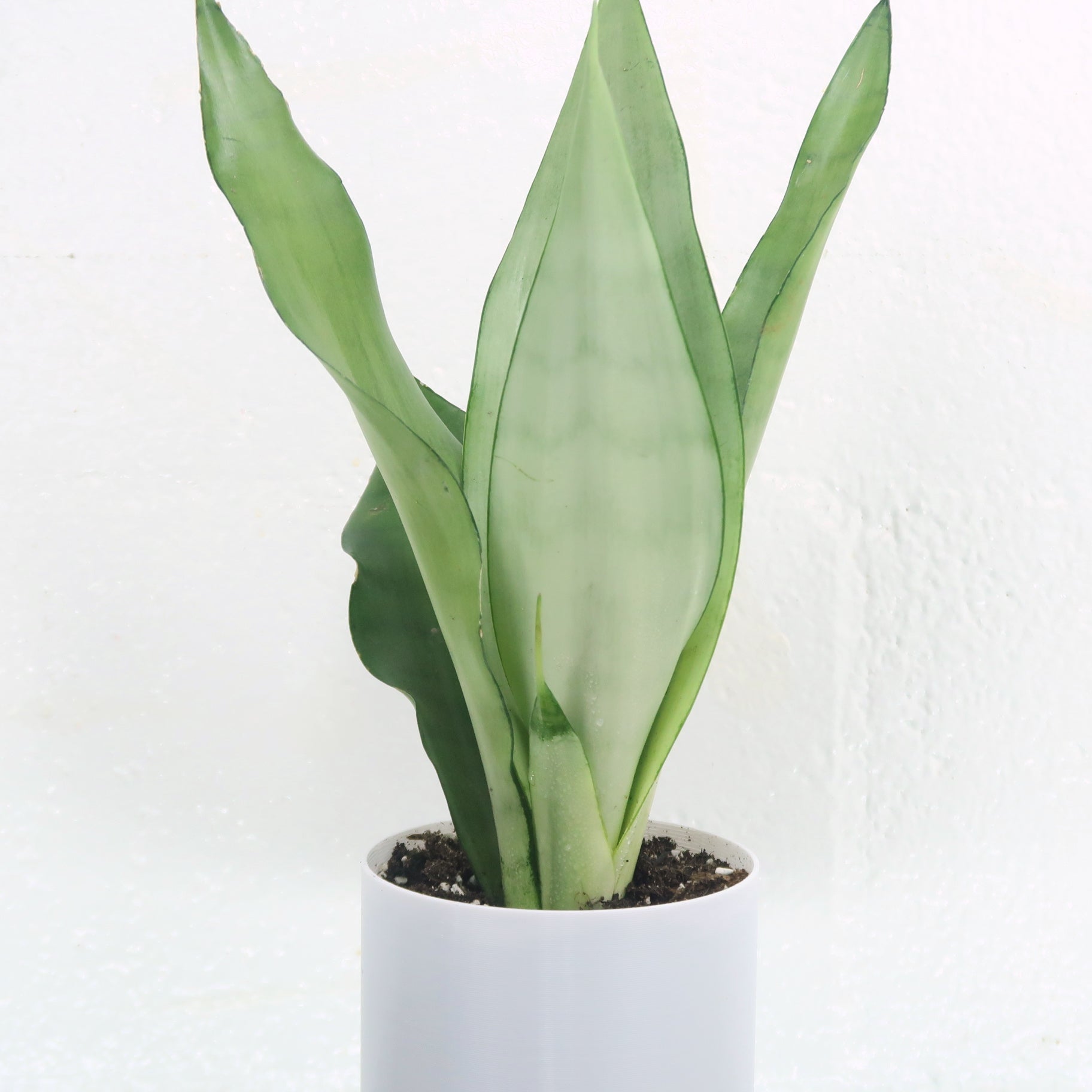 sansevieria moonshine