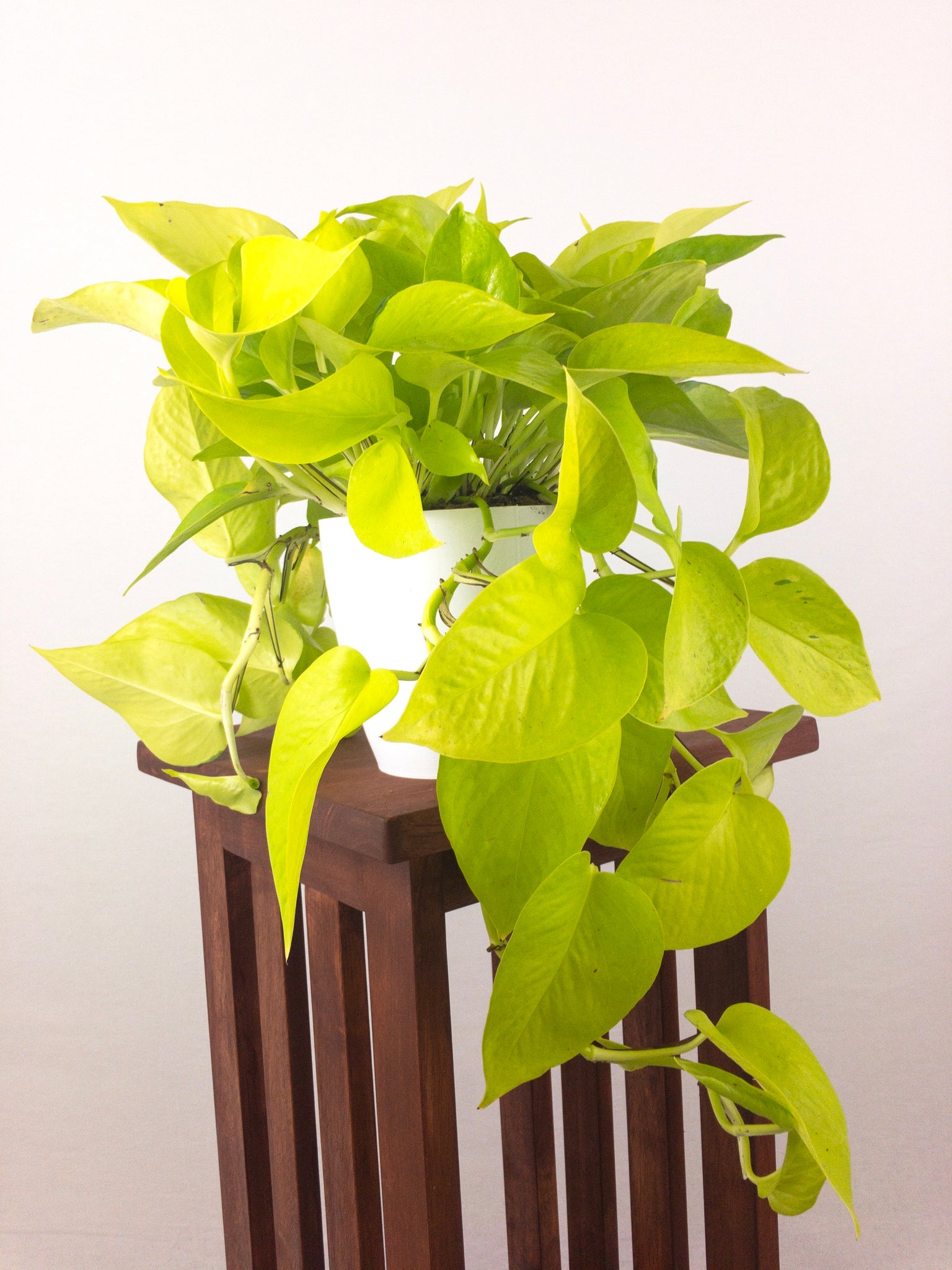 Large Neon Pothos (Epipremnum Aureum) in 6" 3D Printed BioPot™ – Pretty