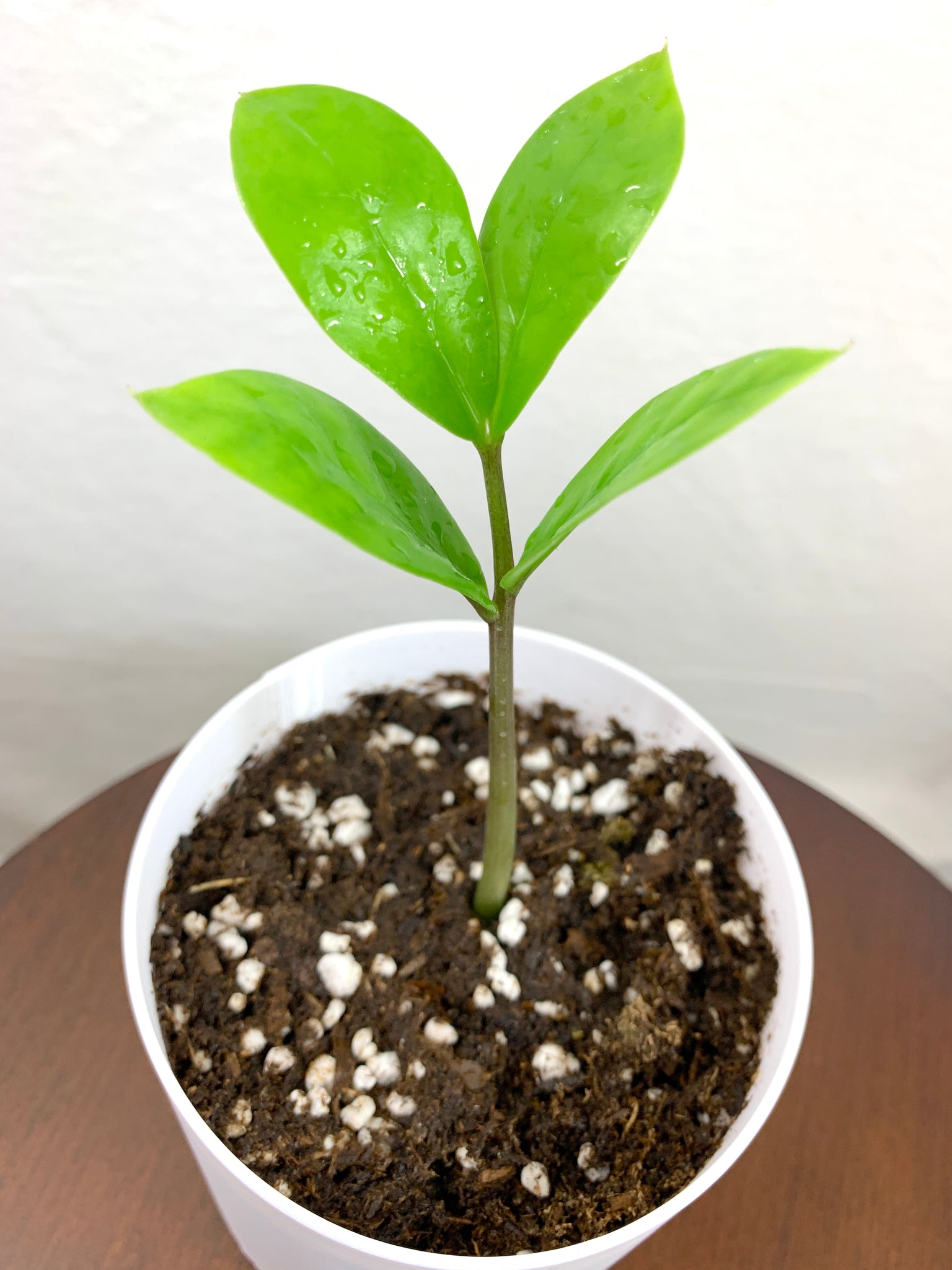 What Does A Baby Snake Plant Look Like - How Long Does It Take For Snake Plant Pups To Grow