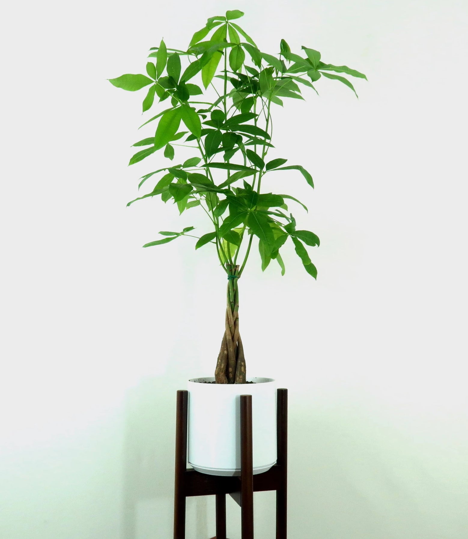 large braided money tree