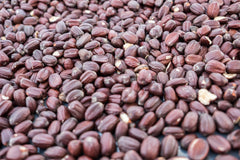 Jojoba Seeds Simmondsia Chinensis Seed