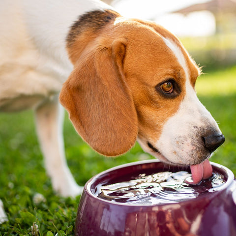 The Innocent Hound and FurrBoost