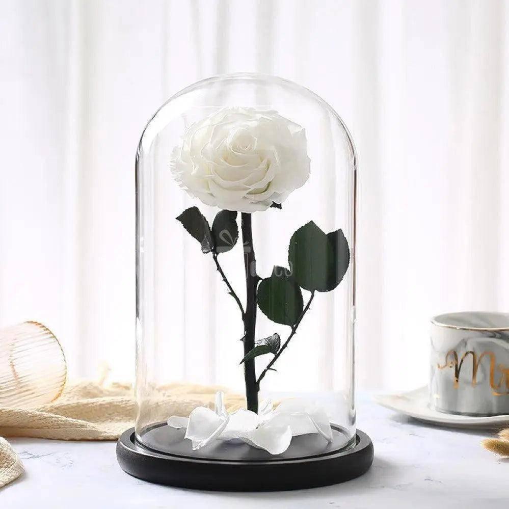 Trandafir Criogenat bonita alb Ø6,5cm in cupola sticla 12x25cm