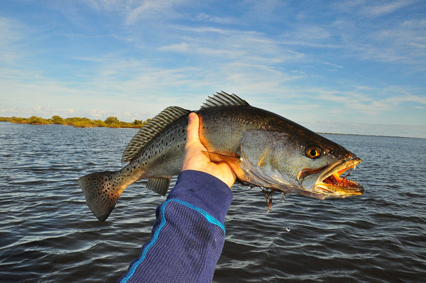 How to Catch Spotted [Speckled] Sea Trout - Trout Fishing Tips & Techn –  Florida Fishing Products