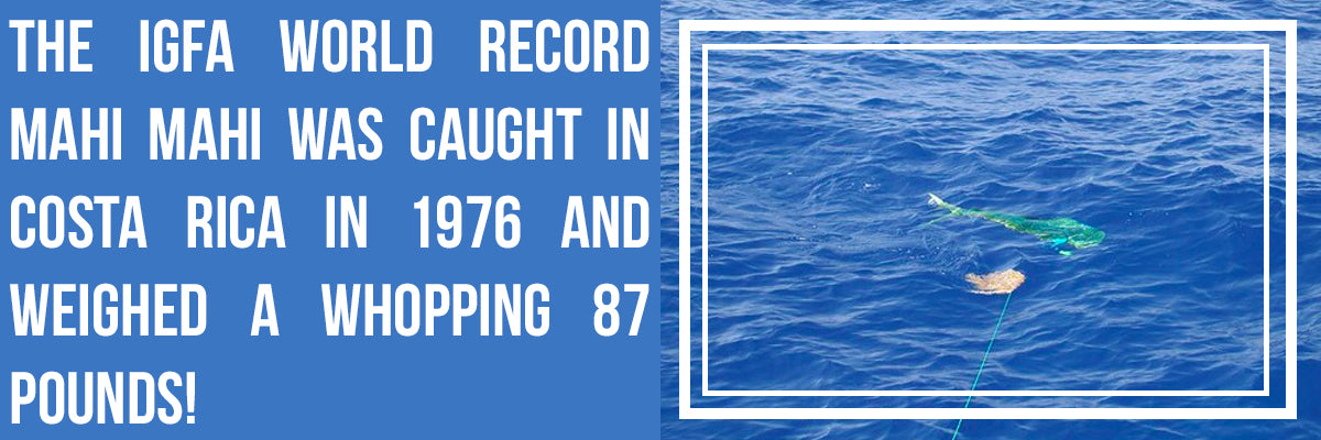 The IGFA World Record Mahi Mahi was caught in Costa Rica in 1976 and Weighed 87 pounds.