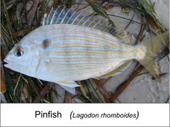 Using pin fish to catch redfish (red drum)