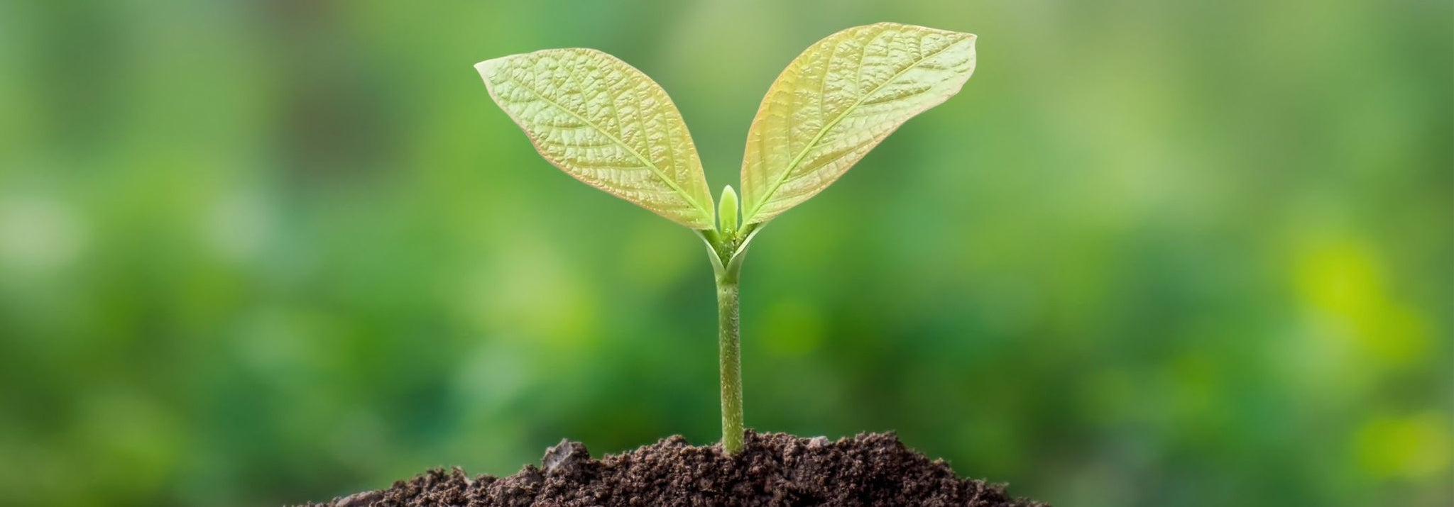 Leaf in Dirt with sun shining in background amongst a green forrest landscape just out of focus.