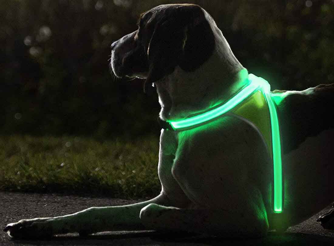 LED Light-Up Dog Harness