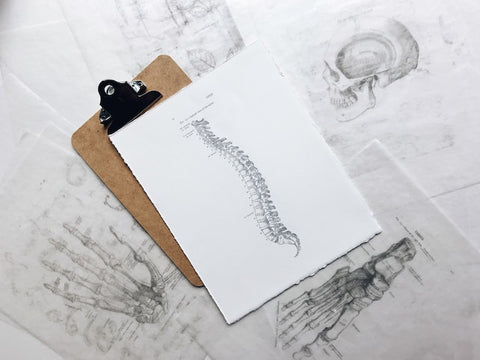 Spine diagram on clipboard