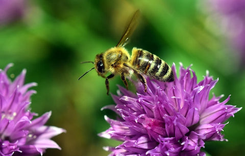 Bee sits on blooming flower