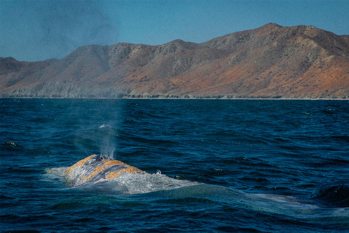 a whale breaching off the coast of baja sur, mexico