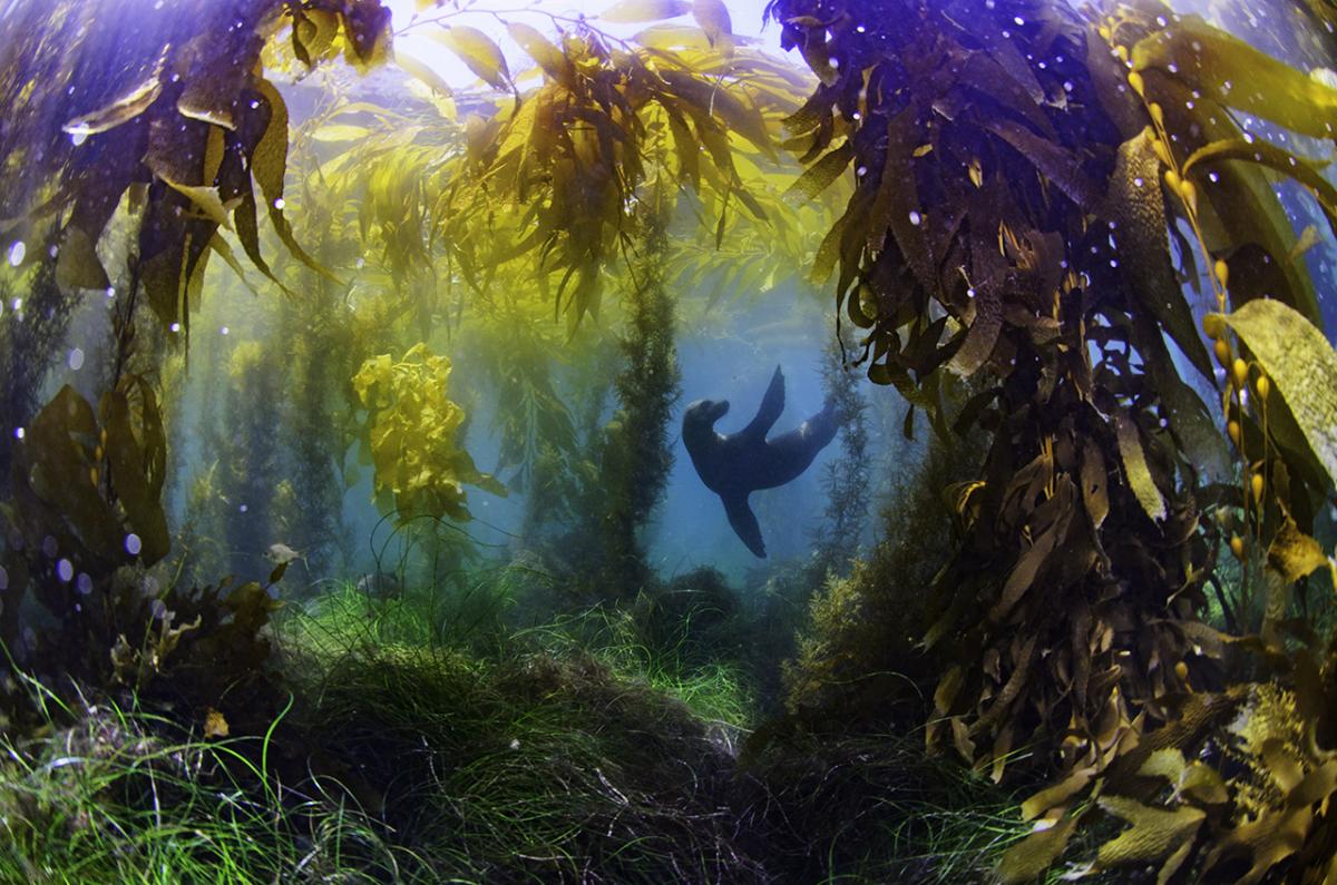 Seal in a kelp forest - Octavio Auberto