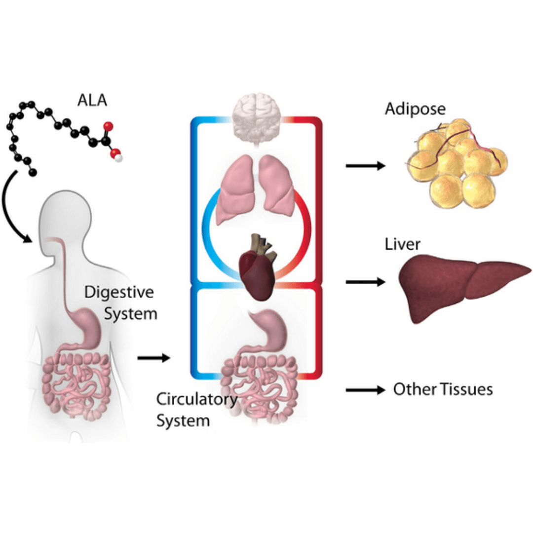 ALA Digestive System Circulatory System Other Tissues Liver Adipose