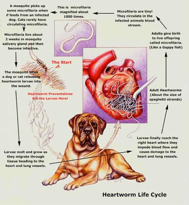 how to treat dogs with mosquito bites