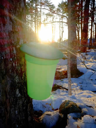 Maple trees tapped for syrup