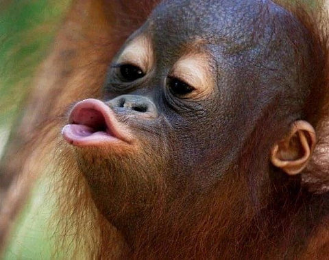A photo of a baby orangutan which is an endangered species by palm oil cultivation.
