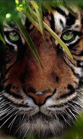 A Tiger gazing through the palms