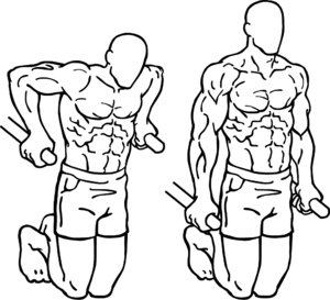 dips musculation