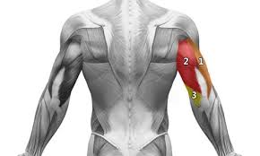 triceps exercice musculation et anatomie
