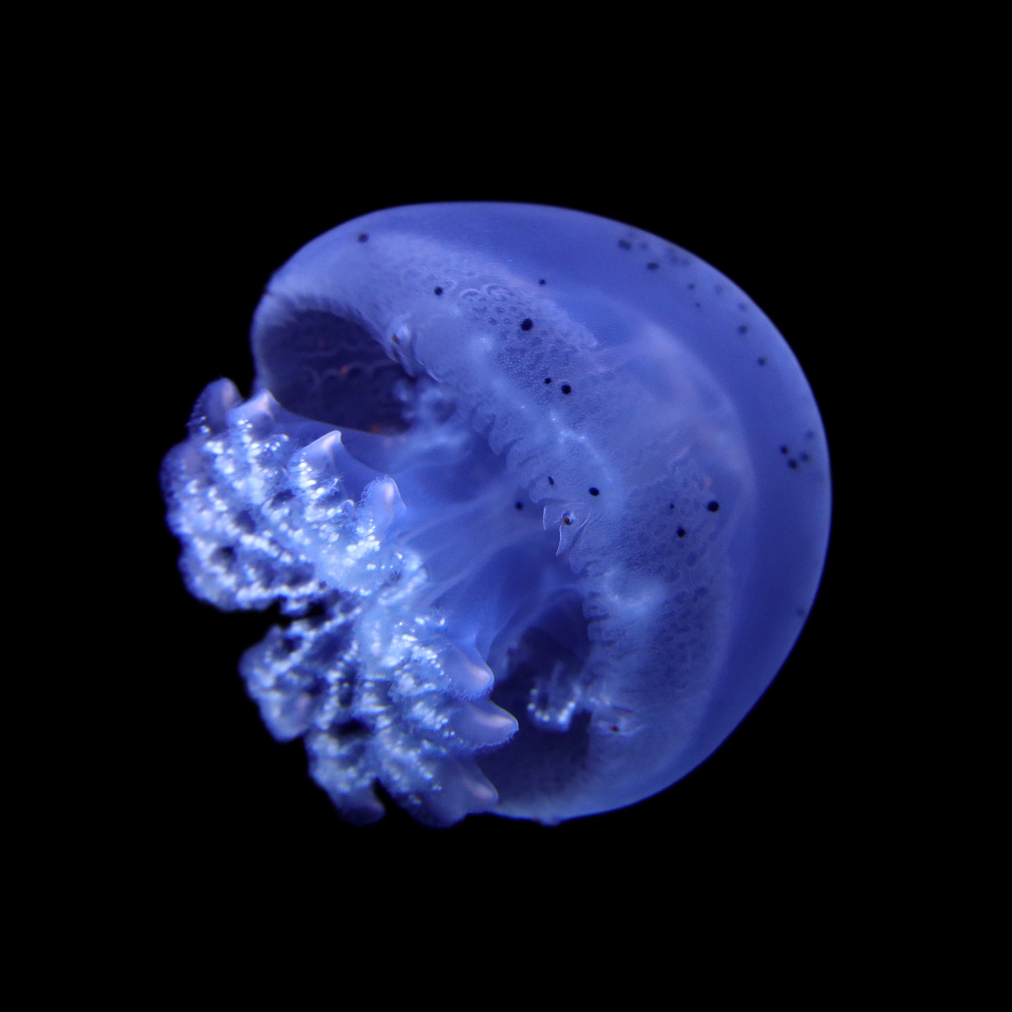 cannonball jellyfish