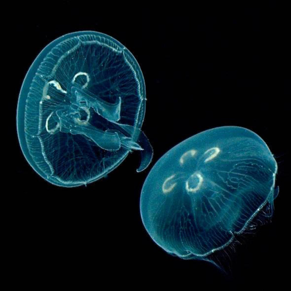 36 Moon Jellyfish Pets Australia Background – See more ideas about pets ...