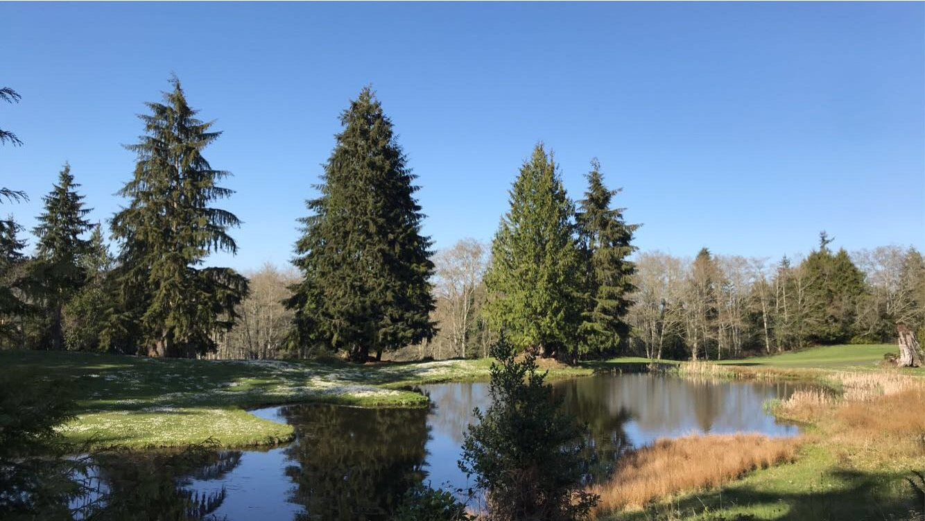 A pond at the golf course!