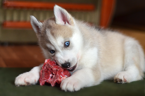 dog chewing on a raw bone