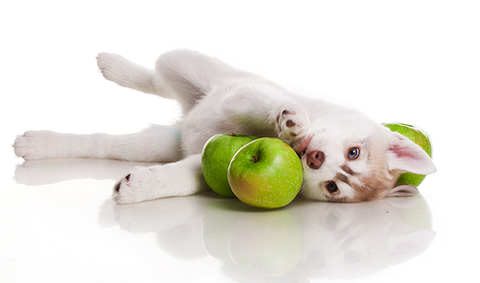 puppy with green apple