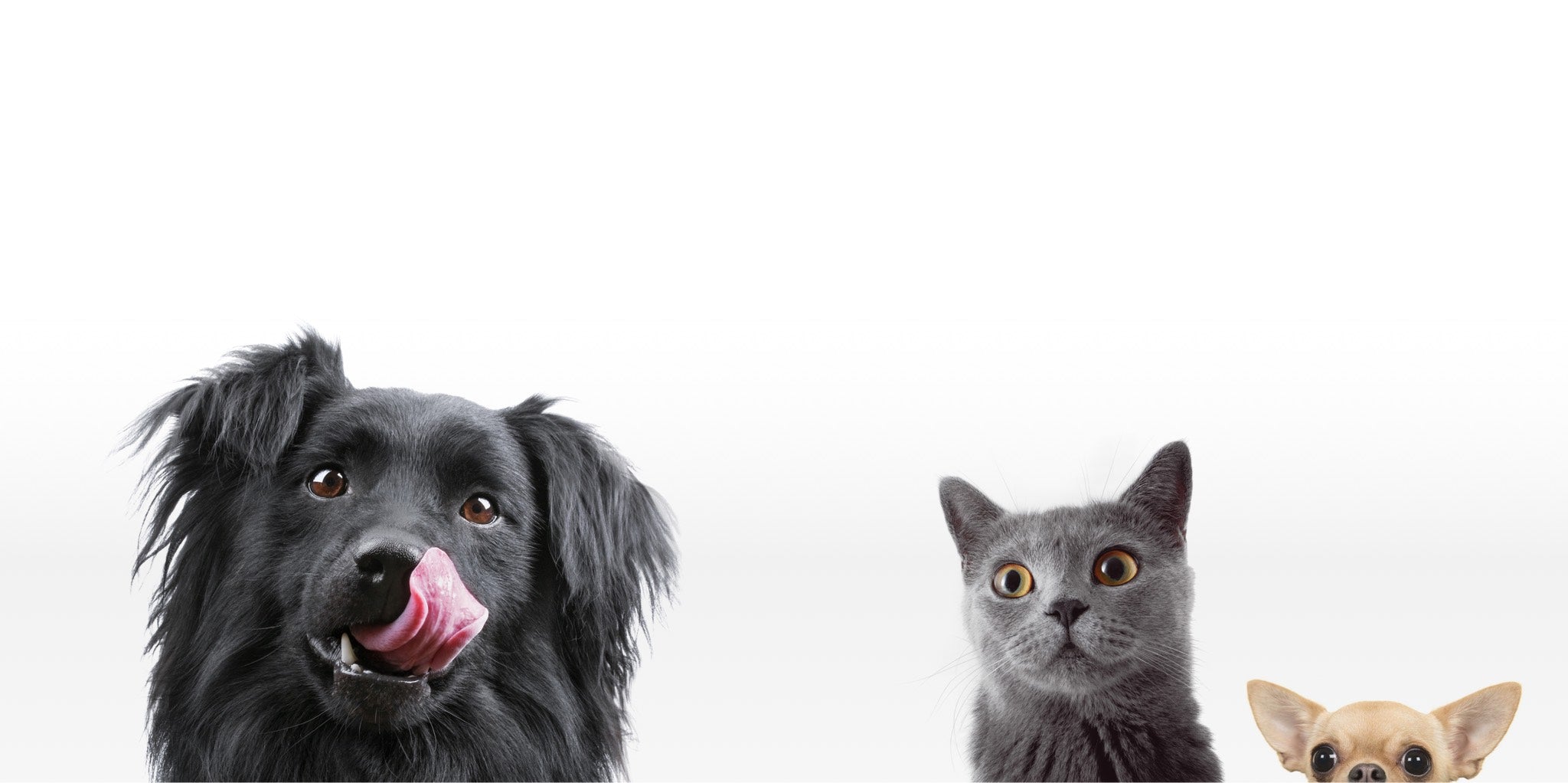 raw pet food suppliers near me