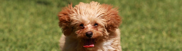 cavoodle dog breed