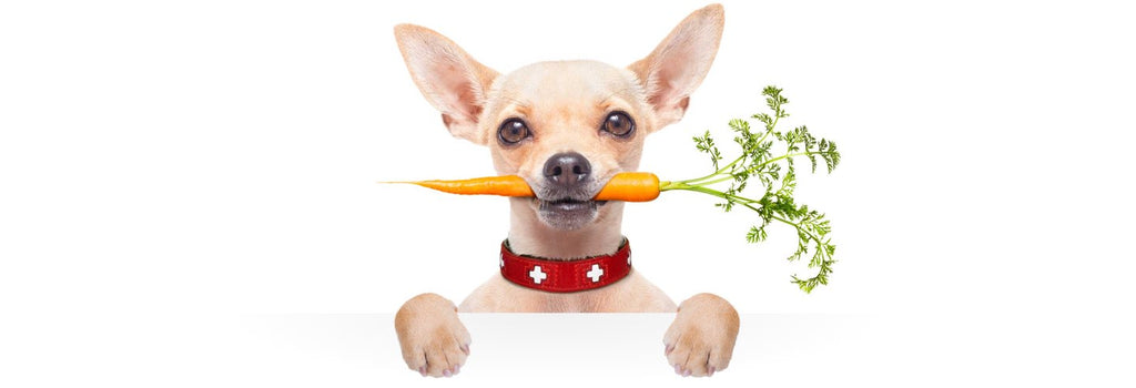 Is raw food good for dogs and cats?