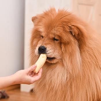 Adult dog eating banana