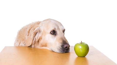 dog looking at apple on desk