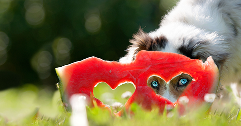 Dog with heart shaped watermelon