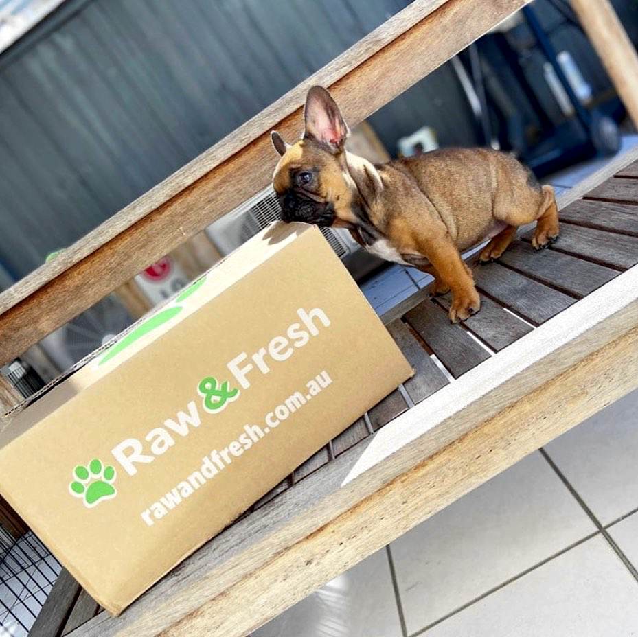 French Bulldog Puppy with Raw & Fresh Box