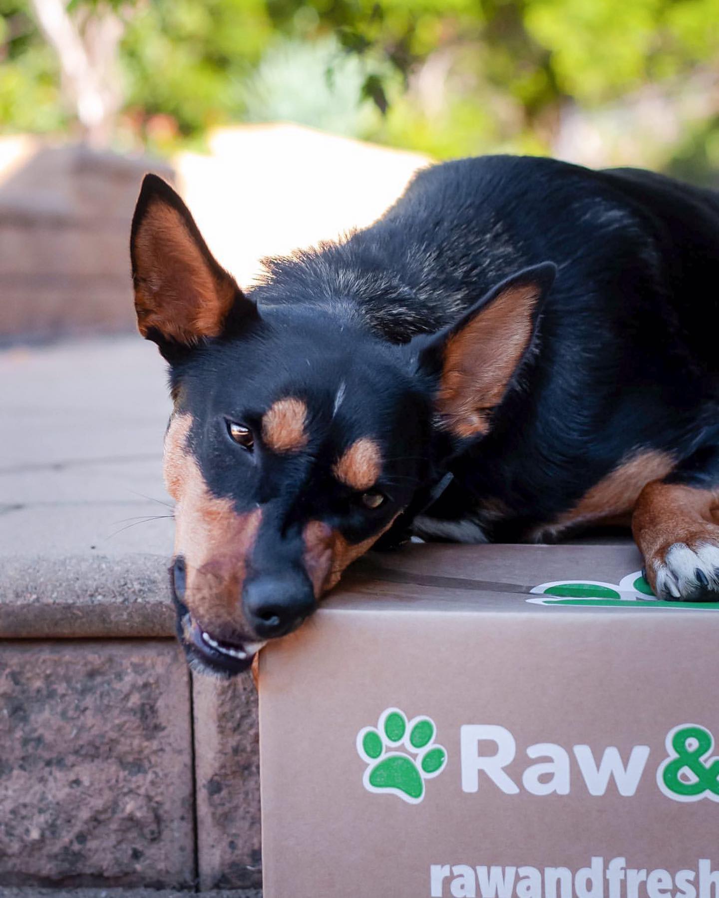 raw pet food suppliers near me