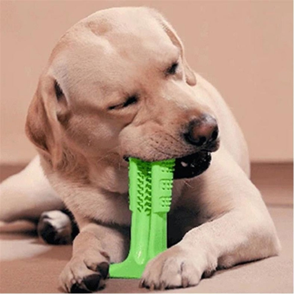 jouet brosse a dent chien