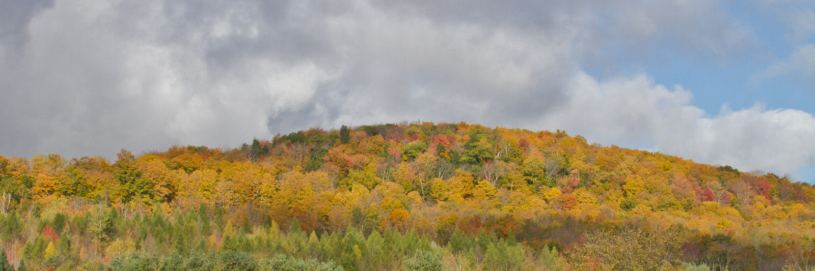 Vermont Fall Foliage Maple Trees