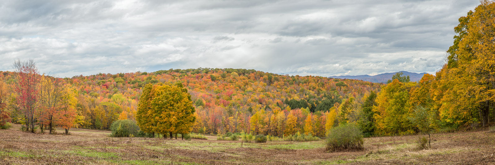 Mansfield Maple Sugarbush Maple Farm