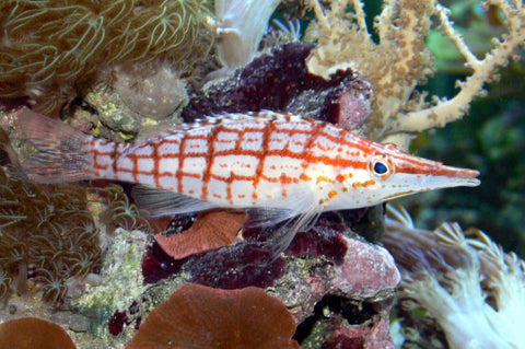 Long Nose Hawkfish For Sale