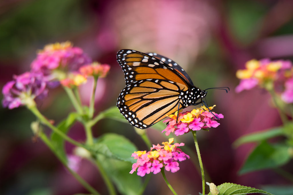 monarch butterfly