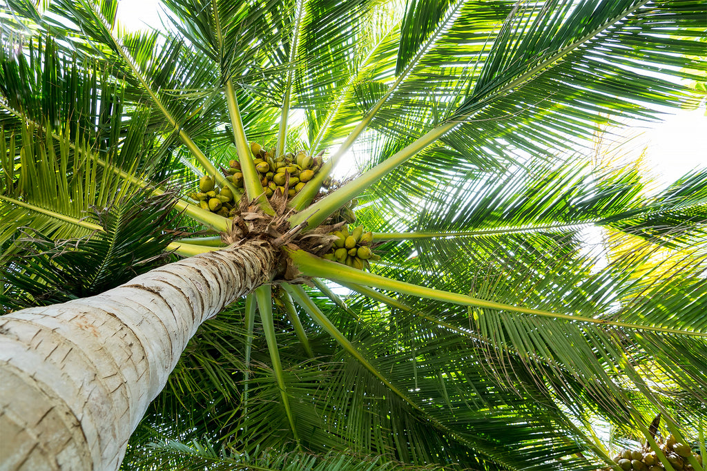 Coconut tree