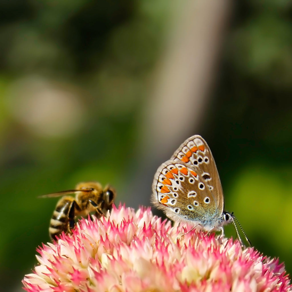 butterfly and bee