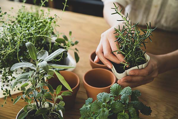 Grow your own herbs instead of buying plastic packaged herbs