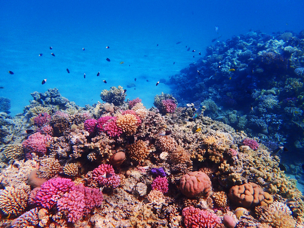 Is your reef-safe sunscreen really reef safe - coral reef