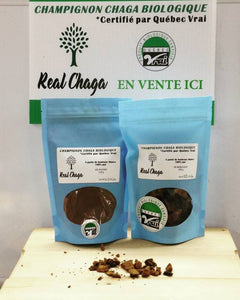 Champignon chaga Real Chaga